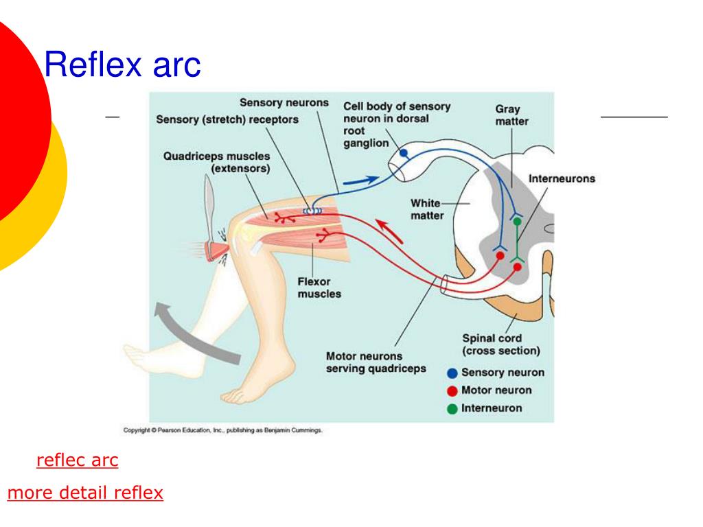 Reflex Arc Diagram Gcse Biology