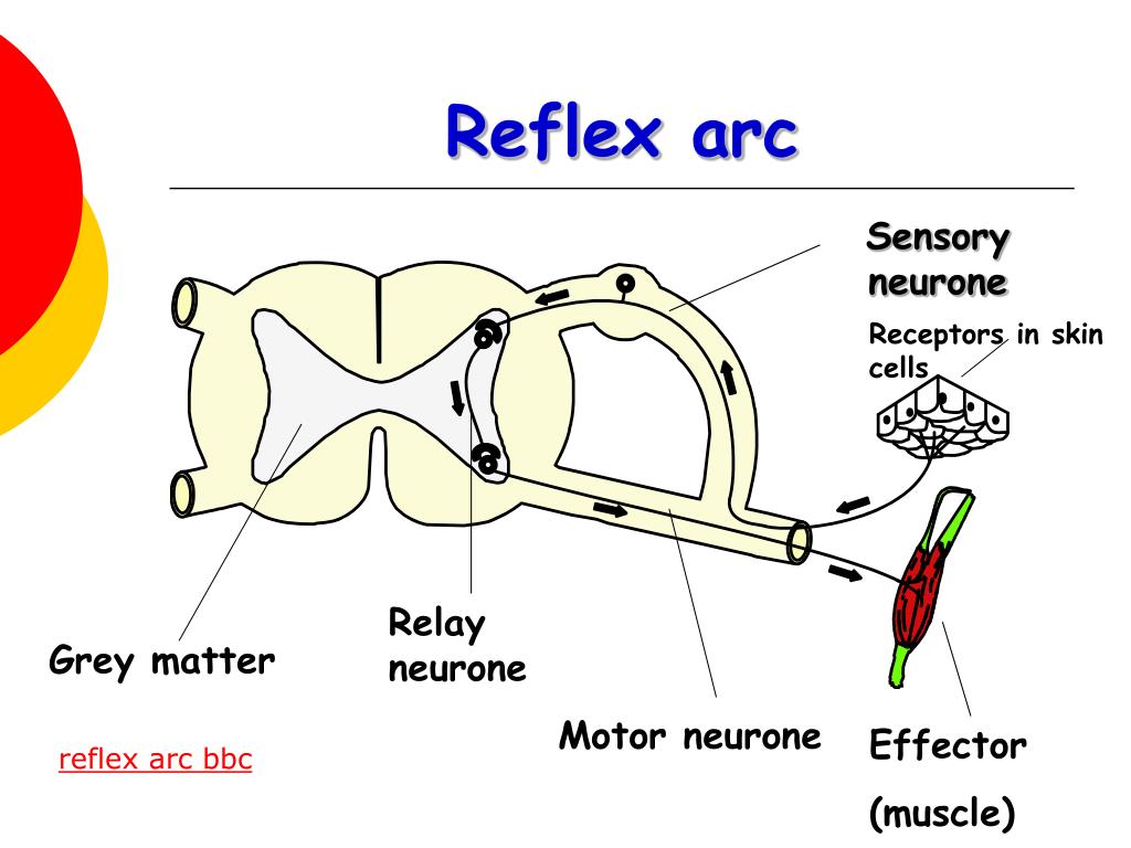 Reflex Arc Diagram Bbc Bitesize