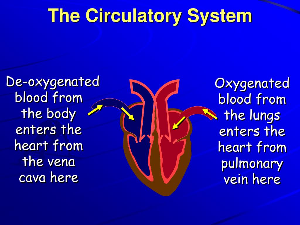OXYGEN TRANSPORT SYSTEM PowerPoint Presentation, free download ... Biology Diagrams