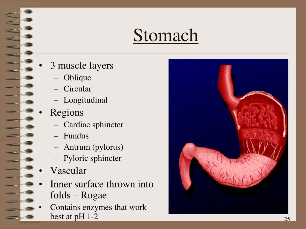 PPT - The Digestive System PowerPoint Presentation, free download - ID