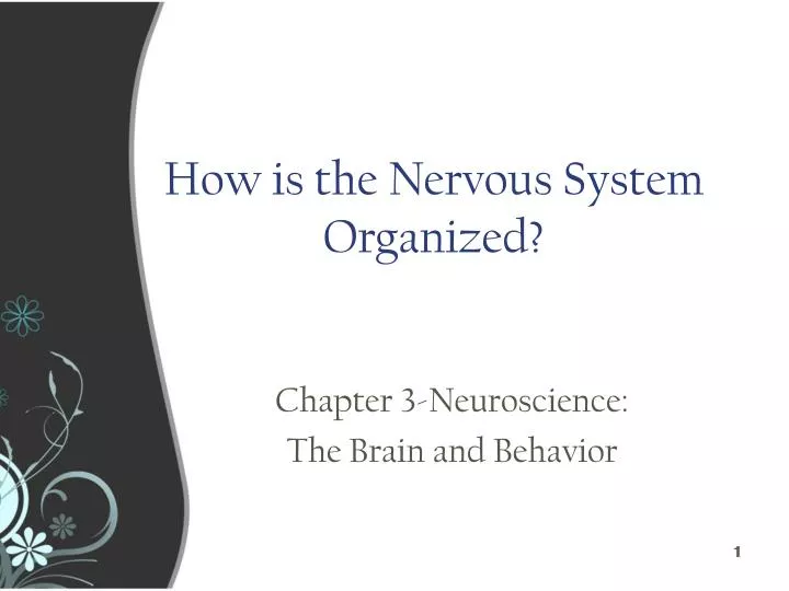 how is the nervous system organized n.