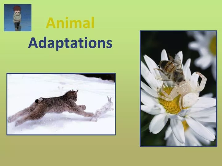PPT - Animal Adaptations PowerPoint Presentation, free download - ID:1488308