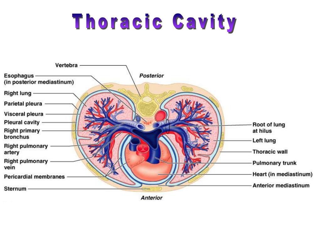 PPT - Respiratory System PowerPoint Presentation, free download - ID:148834