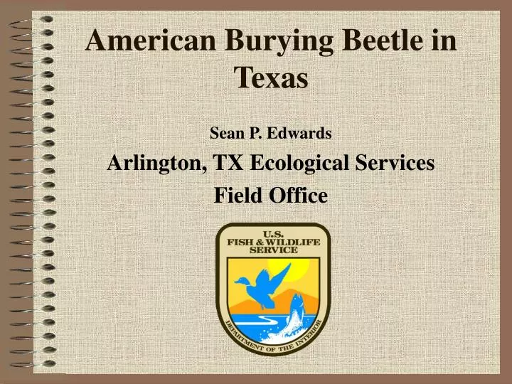 american burying beetle in texas n.