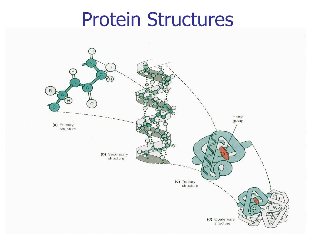 free download secondary structure of protein free download secondary structure of protein