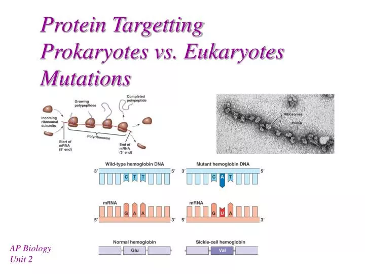 ap biology essay prokaryotes are found throughout the biosphere ap biology essay prokaryotes are found throughout the biosphere