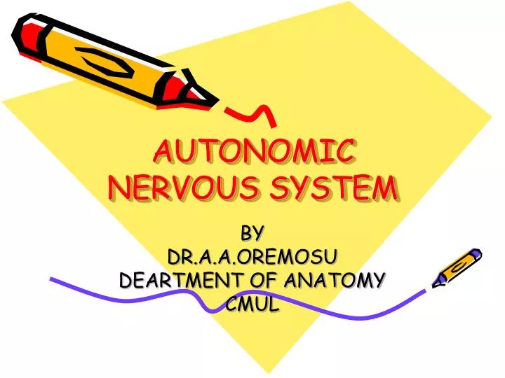 autonomic nervous system n.