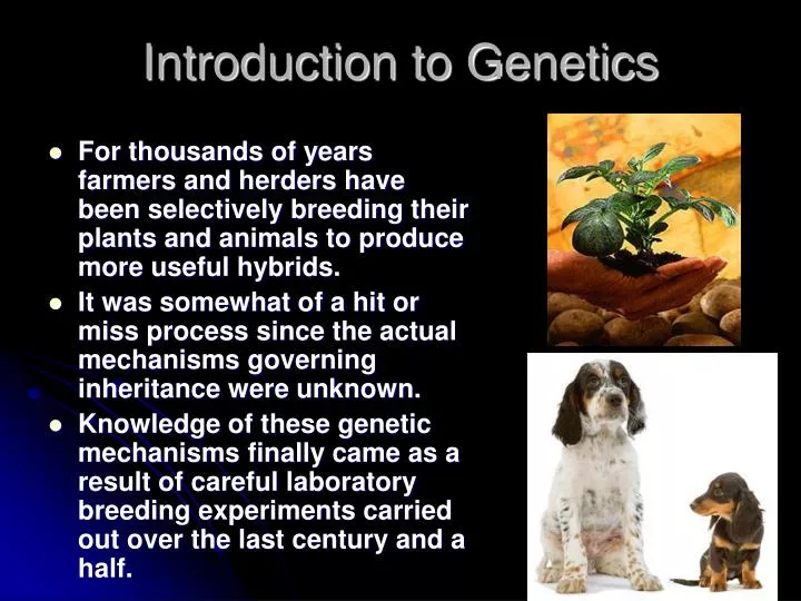 PPT - Introduction to Genetics PowerPoint Presentation, free download -  ID:1490689