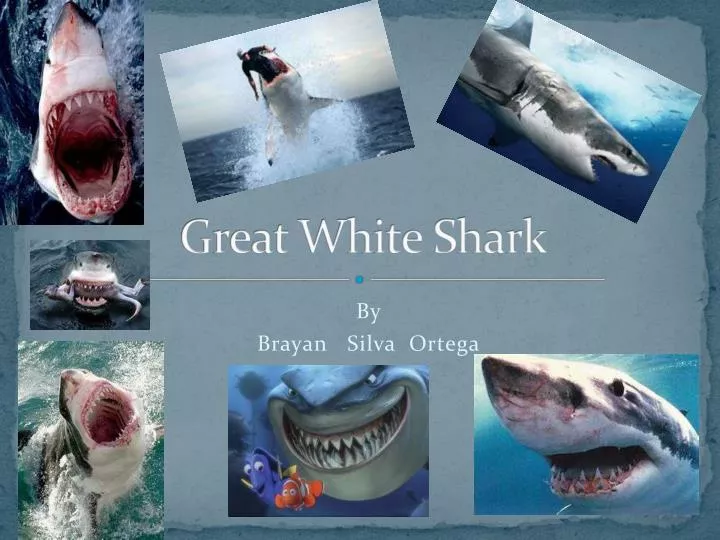 PPT - Great White Shark PowerPoint Presentation, free download - ID:1490695