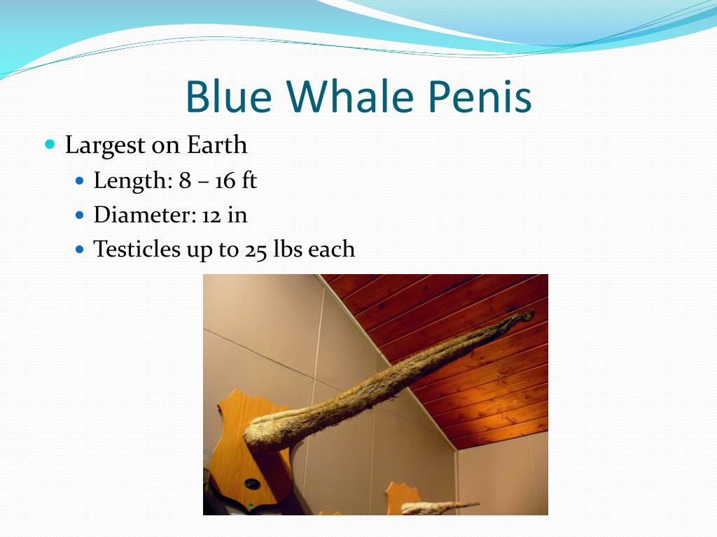 PPT Whale Mating And Reproduction Insights Into This Fascinating 