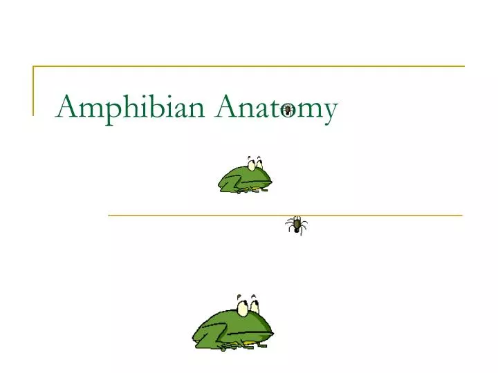 PPT - Amphibian Anatomy PowerPoint Presentation, free download - ID:1492159