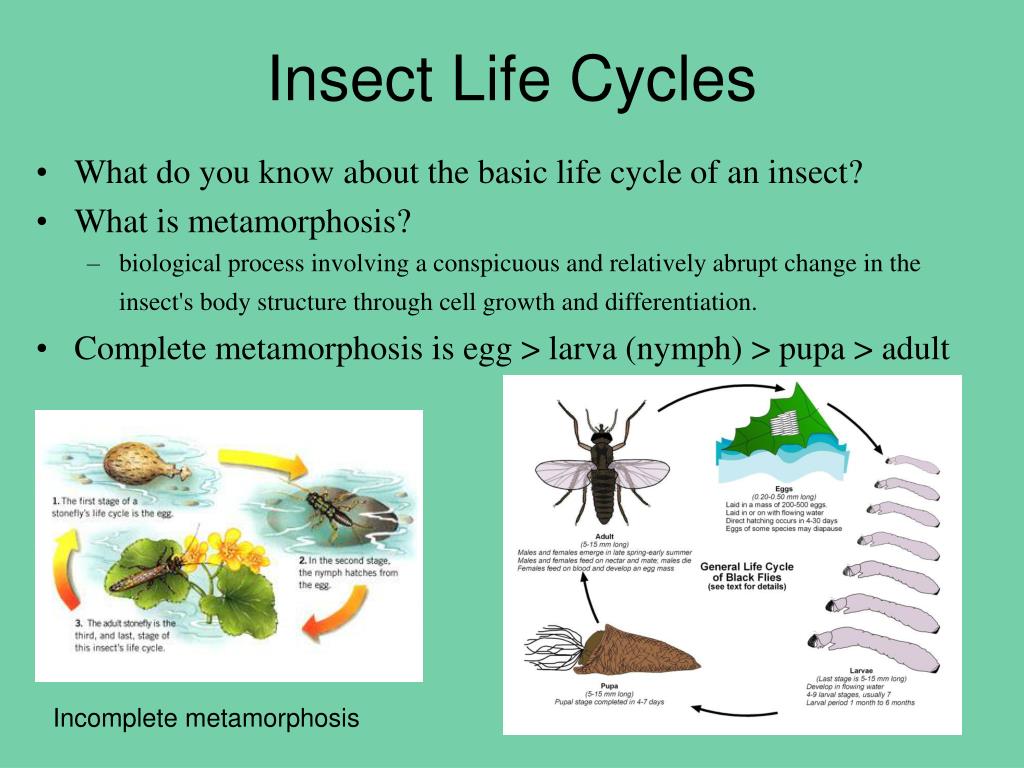 Insect Life Cycle Diagram