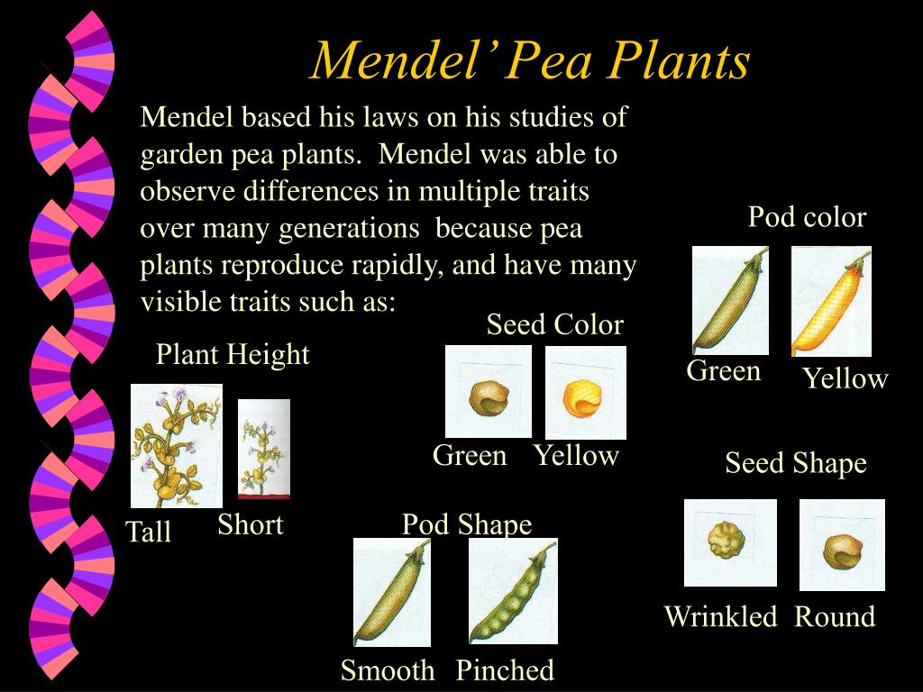 Ppt Gregor Mendel Powerpoint Presentation Free Download Id149511