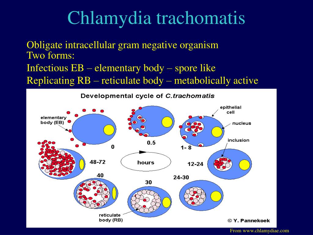 Anti chlamydia trachomatis. Chlamydia trachomatis микробиология. Патогенез хламидии трахоматис. Хламидии грамм отрицательные.