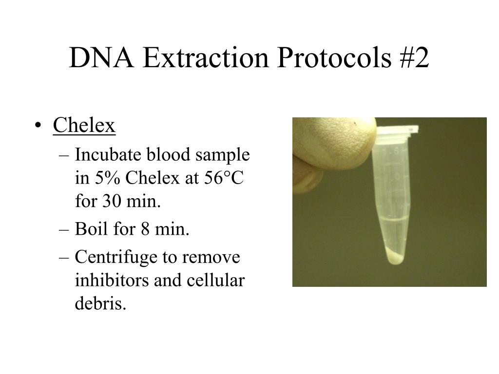 PPT - DNA Methodologies PowerPoint Presentation, free download - ID:149753