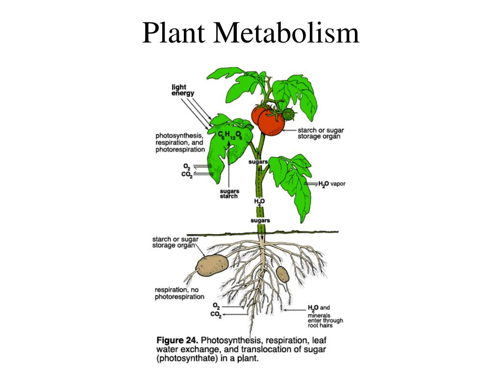 PPT - Plant Metabolism PowerPoint Presentation, free download - ID:1498541024 x 768