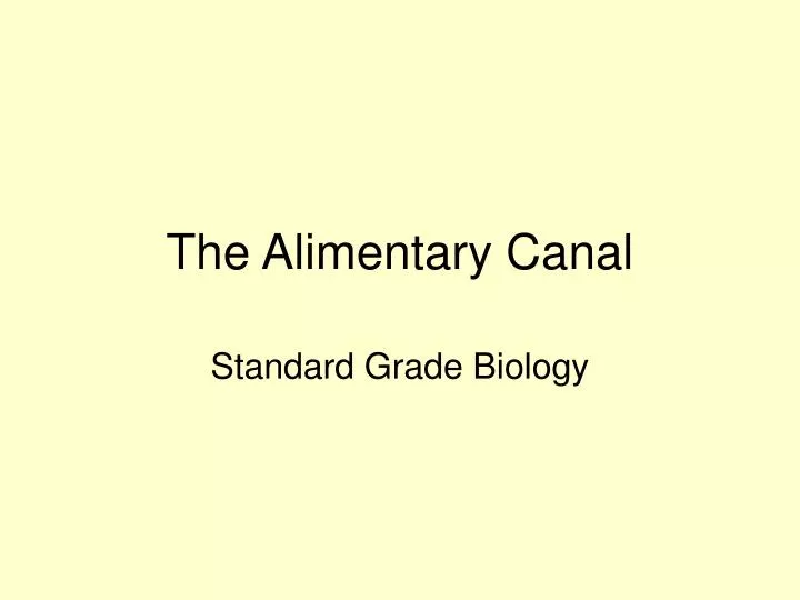 the alimentary canal n.