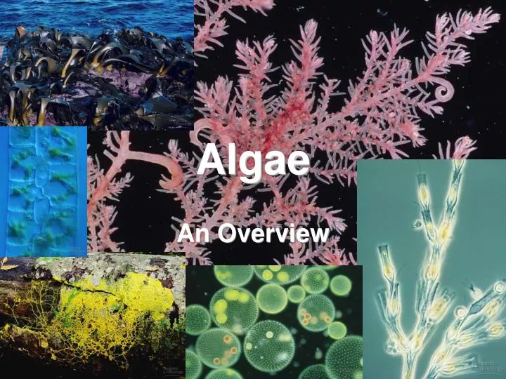 PPT Algae PowerPoint Presentation Free Download ID 150445