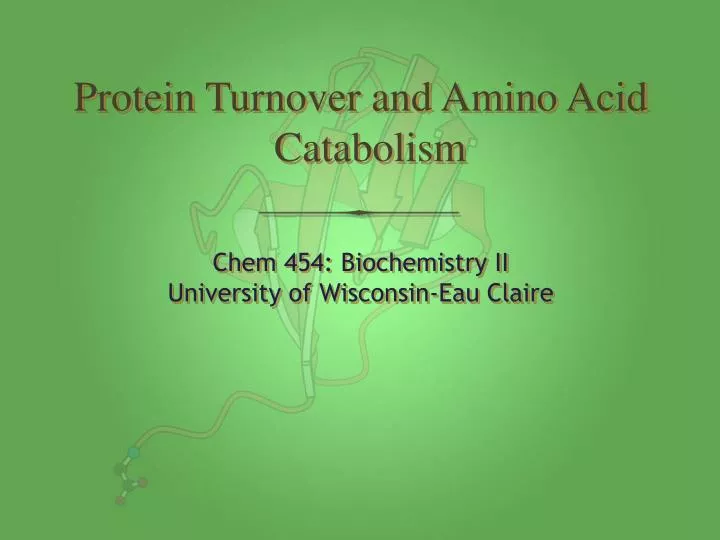 protein turnover and amino acid catabolism n.
