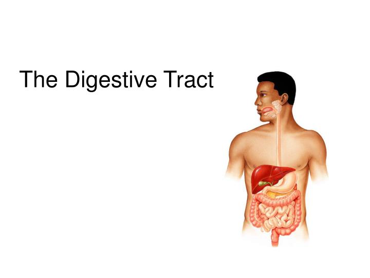 the digestive tract n.