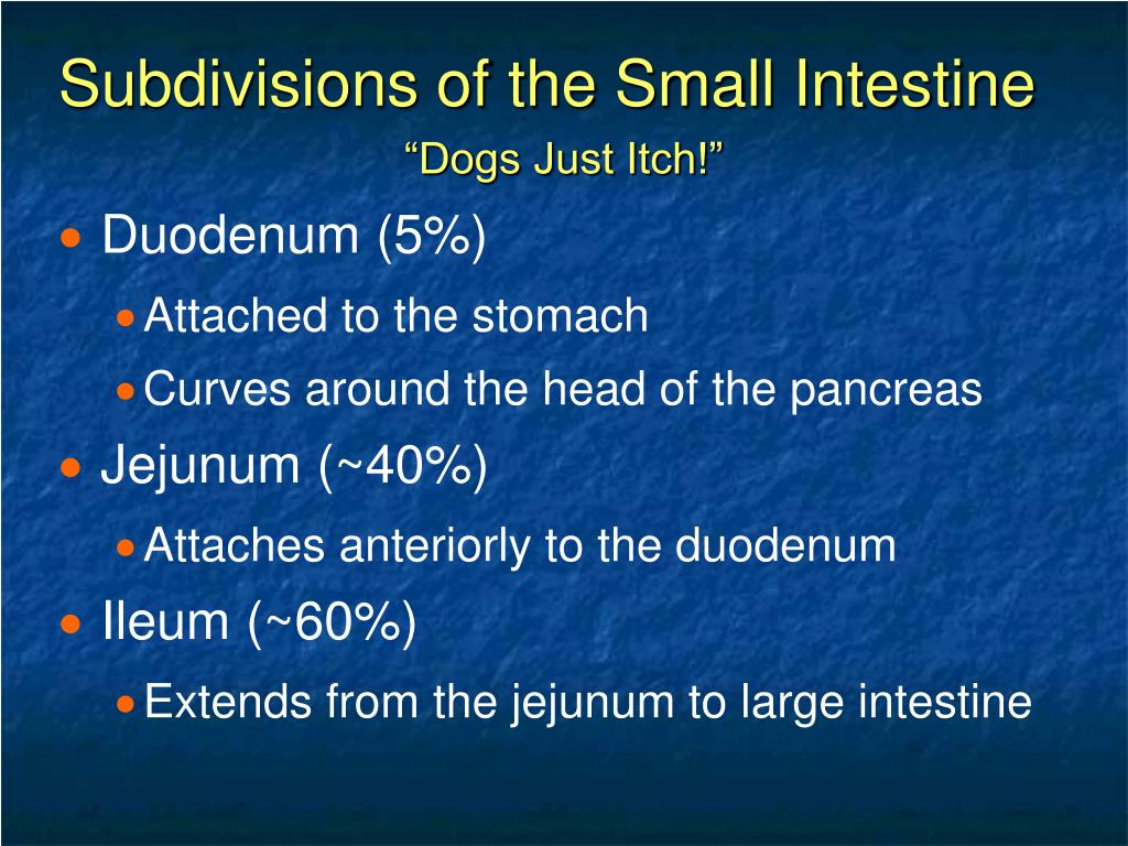 PPT - Chapter 14 The Digestive System and Body Metabolism PowerPoint