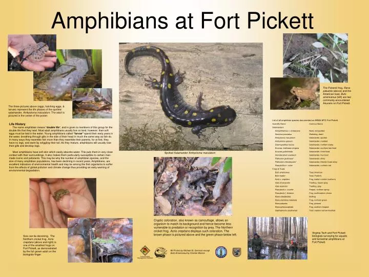 amphibians at fort pickett n.