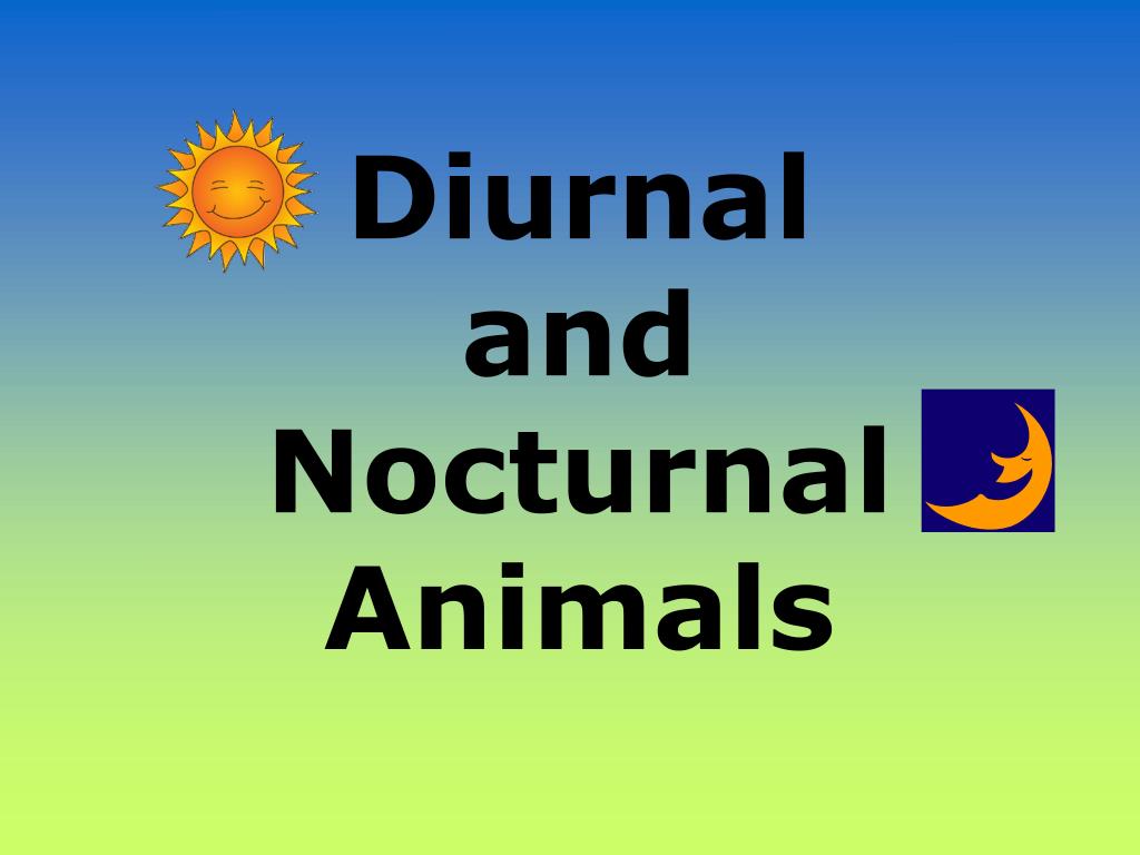 PPT - Diurnal and Nocturnal Animals PowerPoint Presentation, free download  - ID:153367
