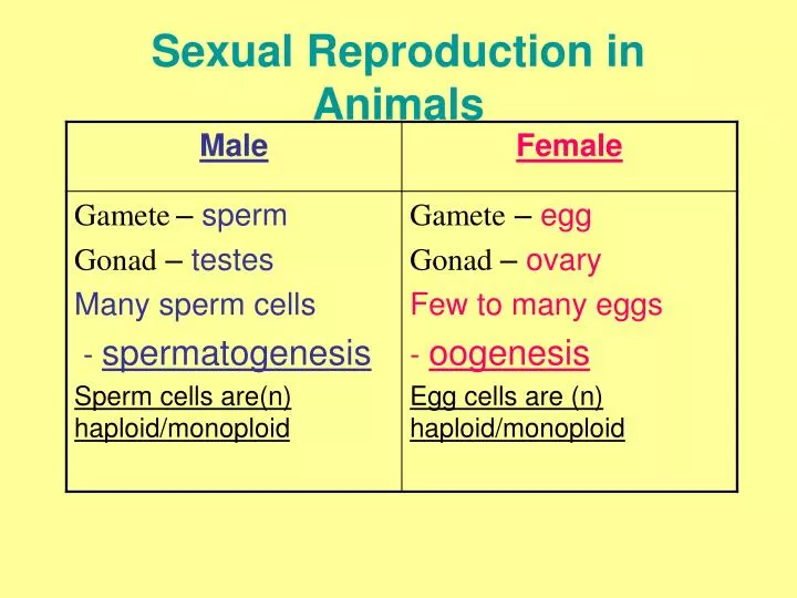 sexual reproduction in animals n.