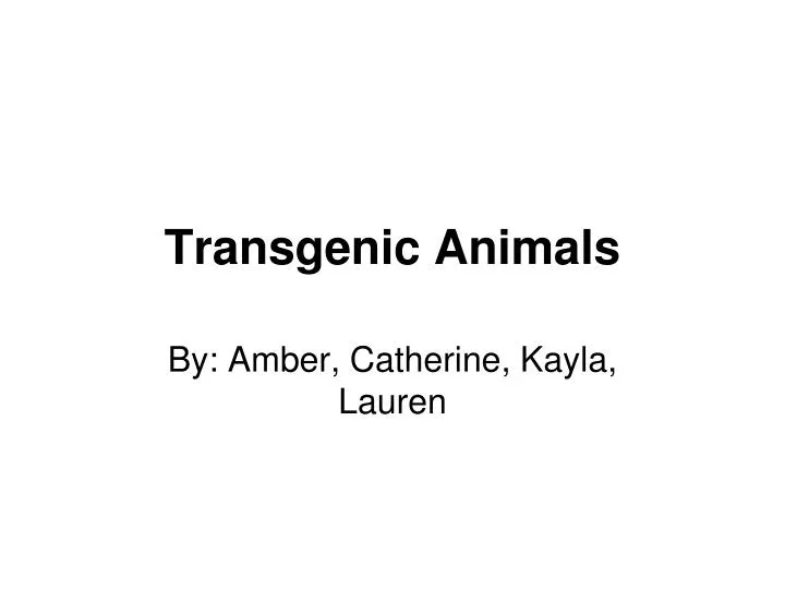 transgenic animals n.