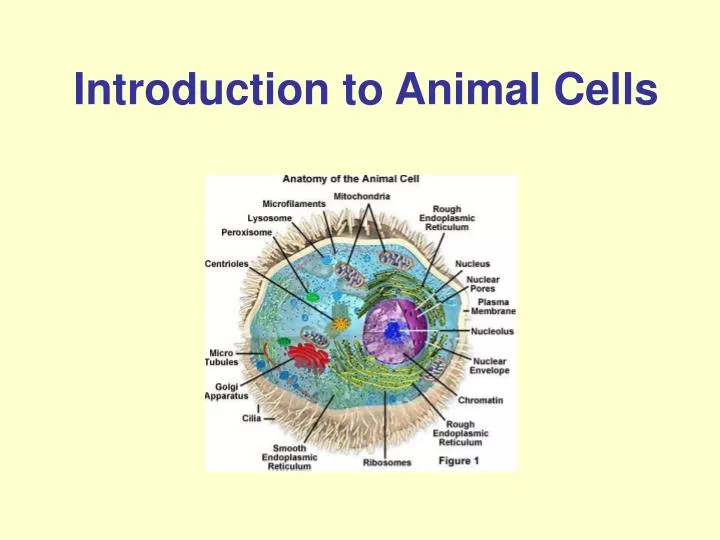 introduction to animal cells n.