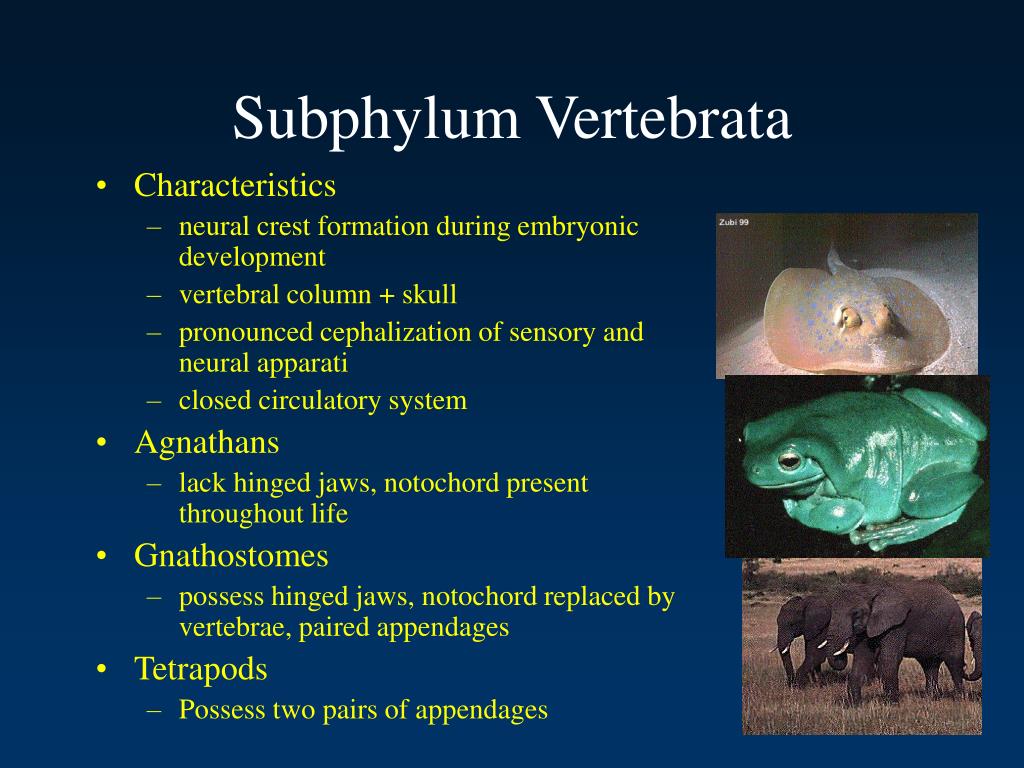 PPT Animal Systematics PowerPoint Presentation free 