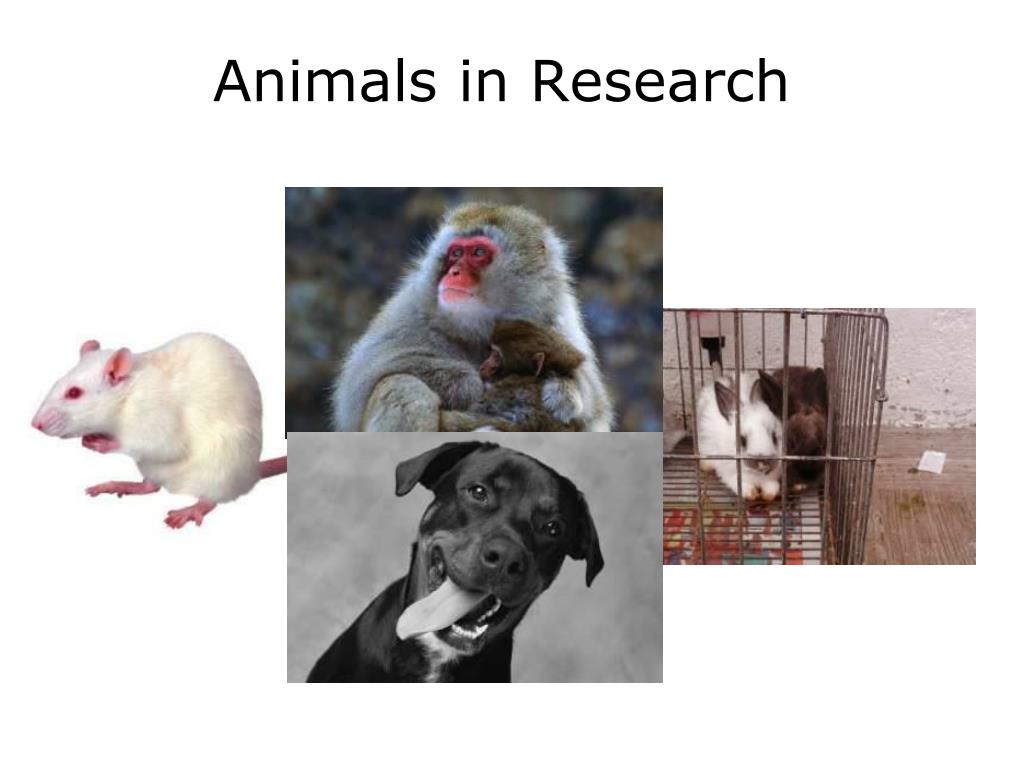 good research topics about animals