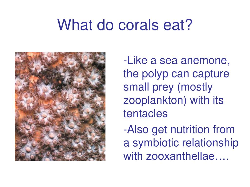 PPT Coral Bleaching 101 PowerPoint Presentation, free download ID154400