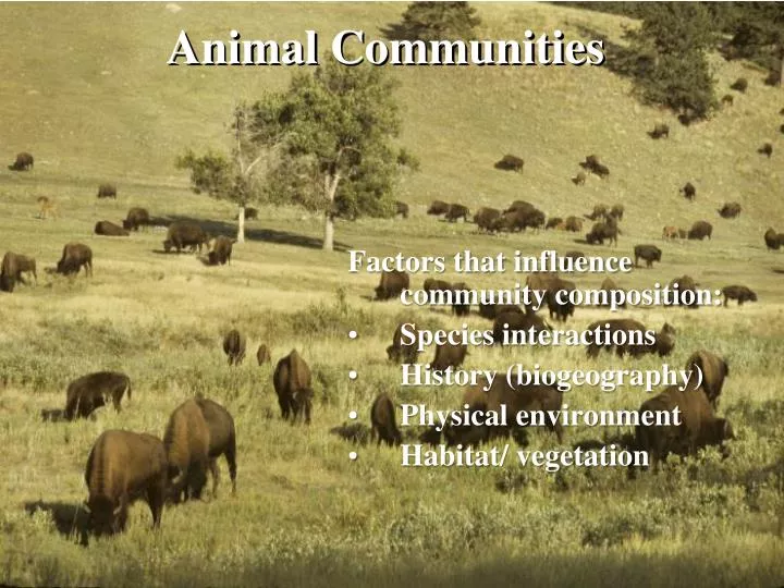 animal communities n.