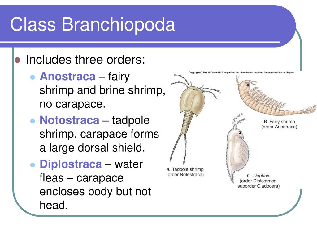 Class Branchiopoda