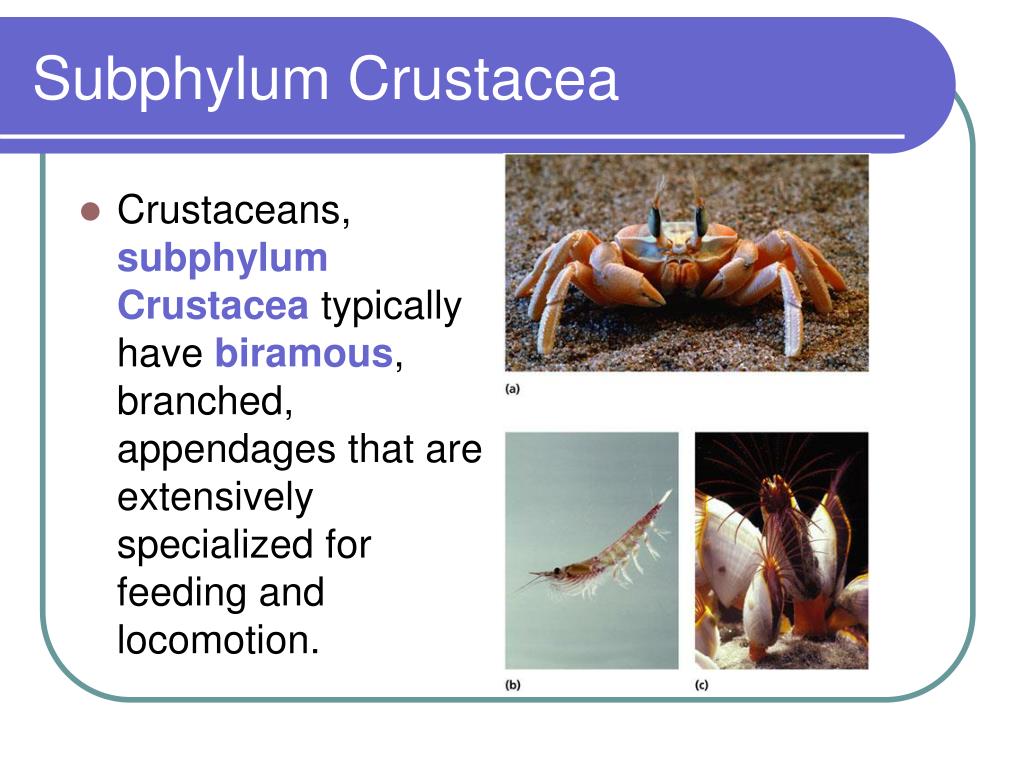 PPT Crustaceans PowerPoint Presentation free download 