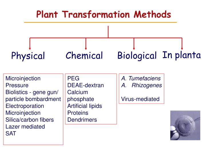 PPT Plant transformation methods PowerPoint Presentation ID156246