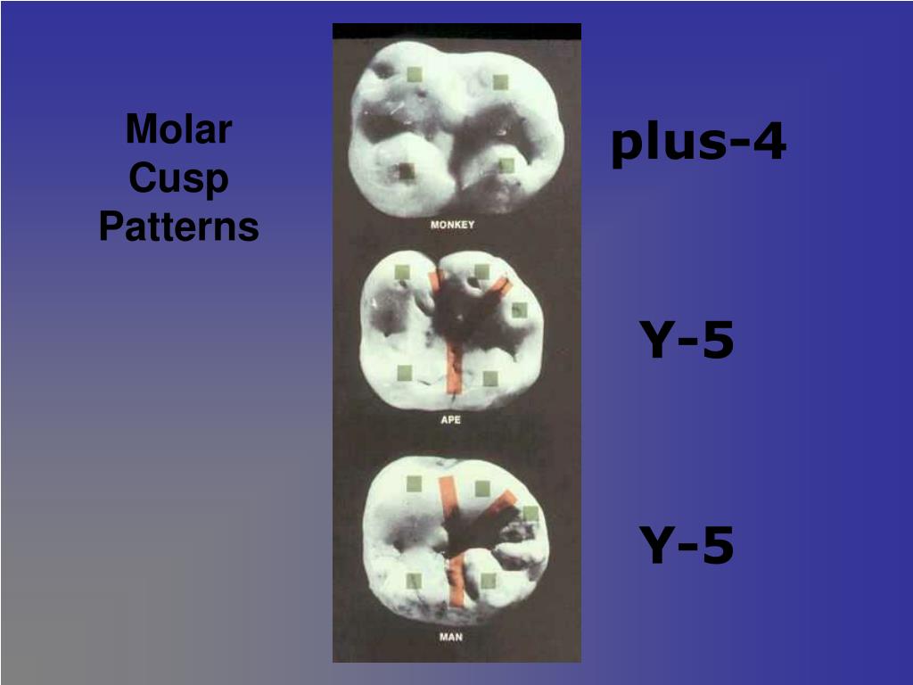 PPT Lab 2 Hominid Anatomy PowerPoint Presentation, free download