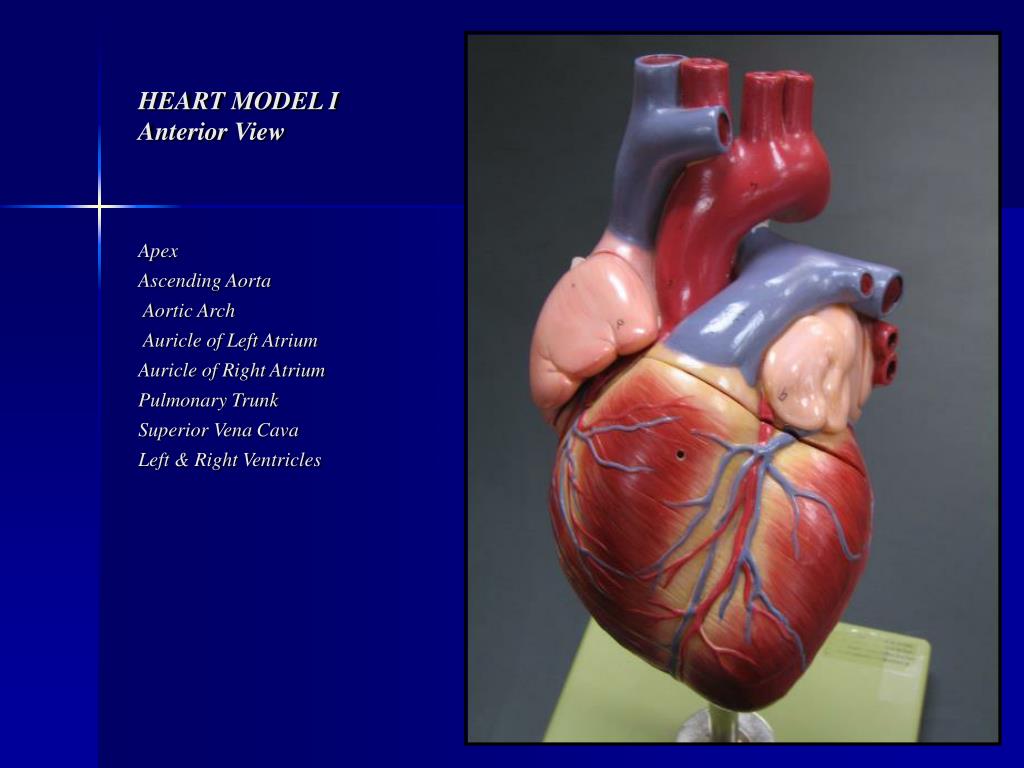 PPT - HEART MODEL I Anterior View PowerPoint Presentation, free