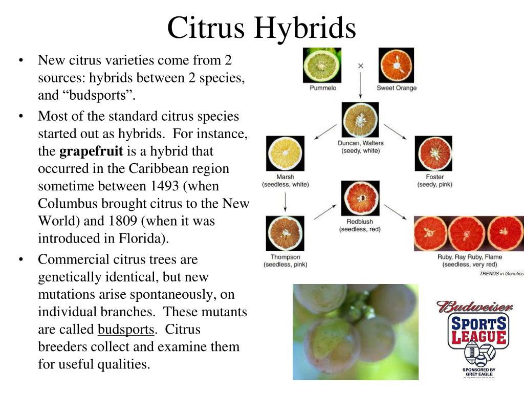 PPT Fruits and Vegetables PowerPoint Presentation, free download ID