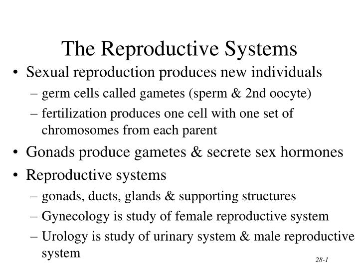 the reproductive systems n.