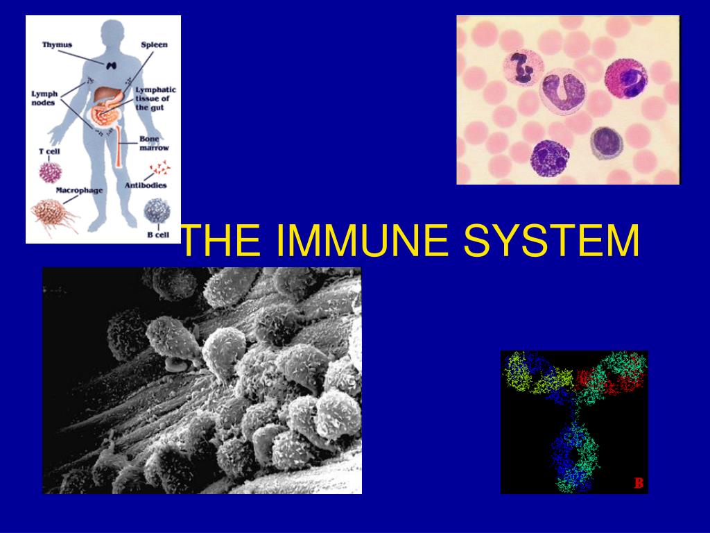 immune system ppt presentation