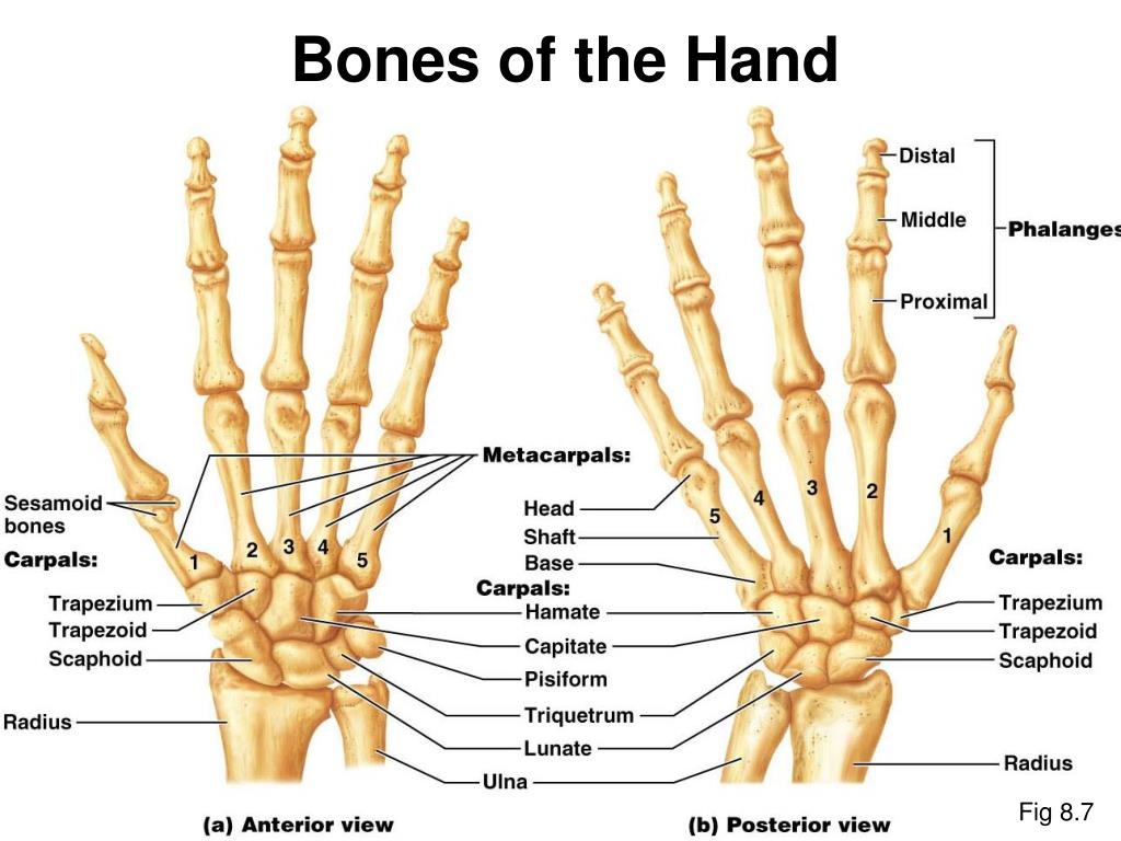 PPT - The Appendicular Skeleton PowerPoint Presentation, free download