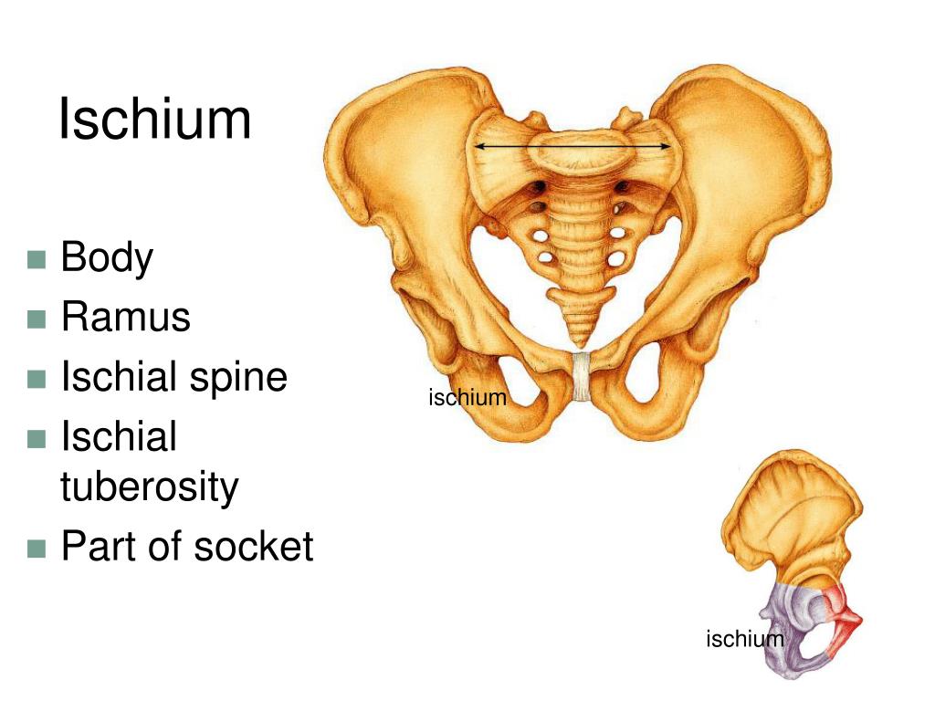PPT The Appendicular Skeleton PowerPoint Presentation Free Download PPT The Appendicular Skeleton PowerPoint Presentation Free Download