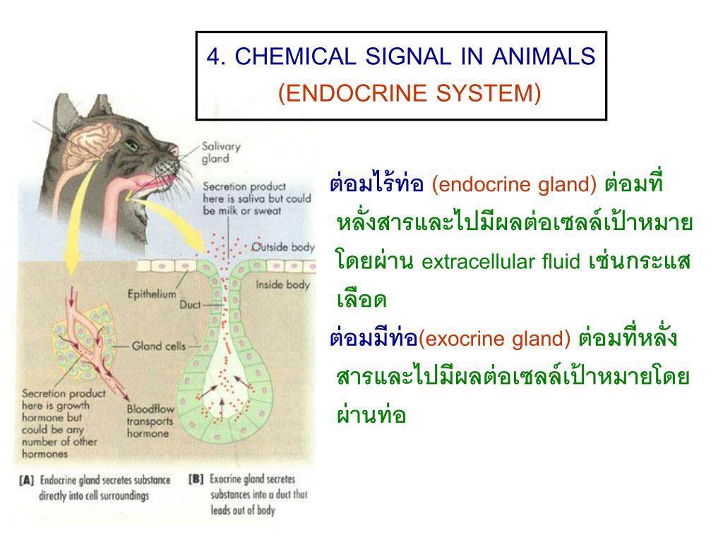 System animal