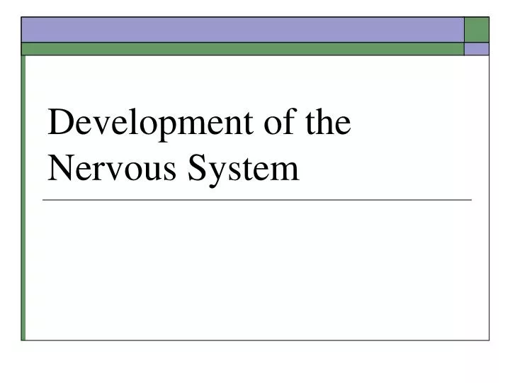 development of the nervous system n.
