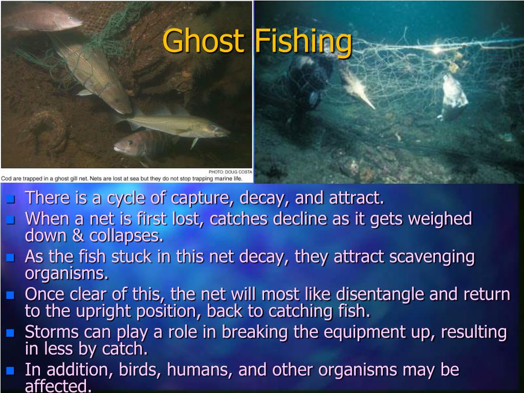 PPT - Threats to Marine Life: Unsustainable Fishing Practice PowerPoint  Presentation - ID:159431