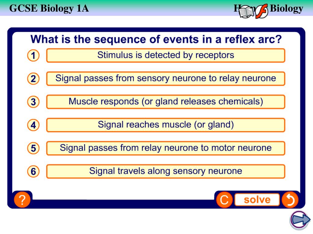 PPT - The Nervous System PowerPoint Presentation, free download - ID:159522