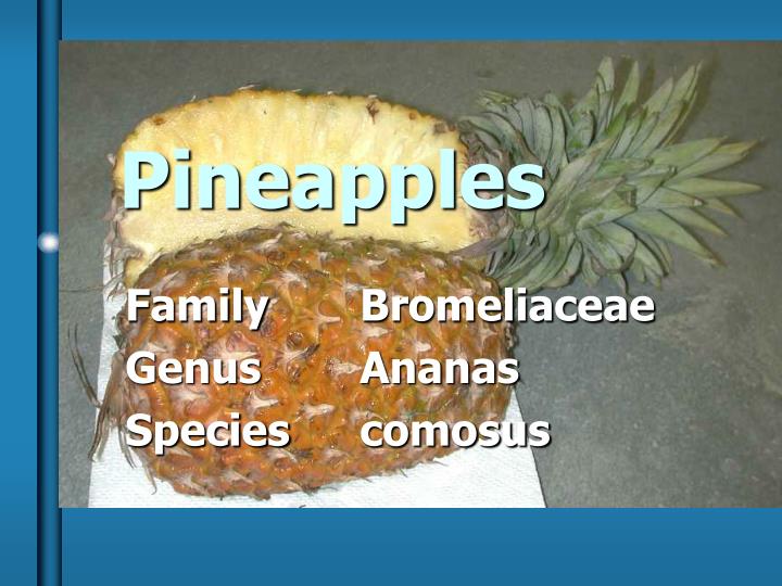 pineapples n.
