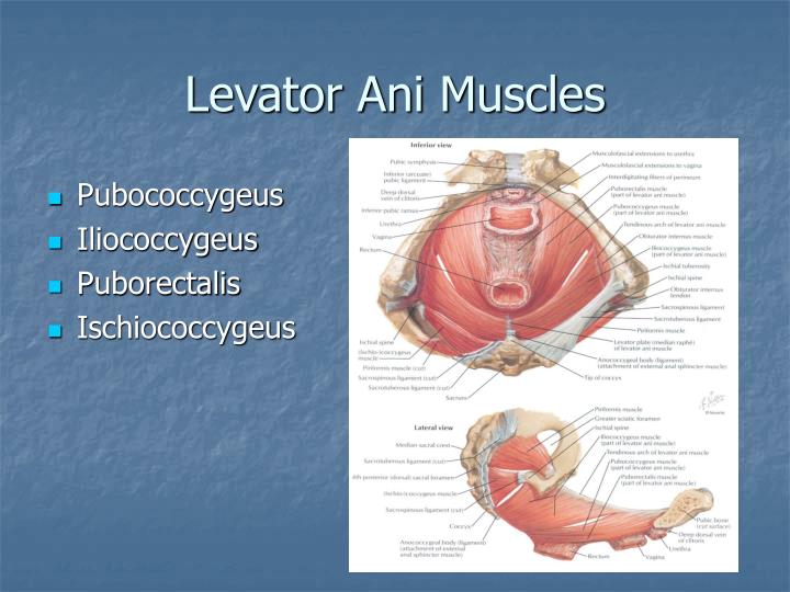 Was and levator anus muscles congratulate Levator anus muscles consider